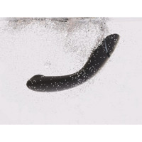 Womanizer OG Slate Punto G