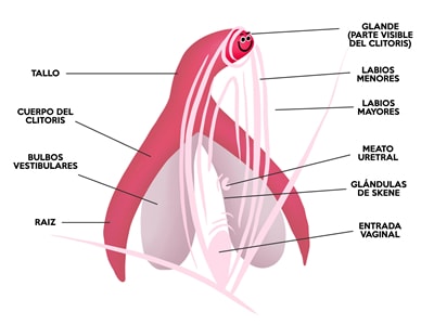 El clítoris completo