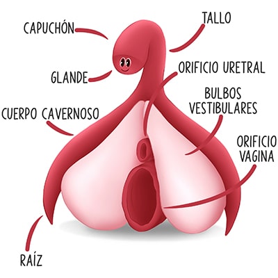 Anatomía de un clítoris