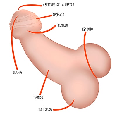 Anatomía del pene