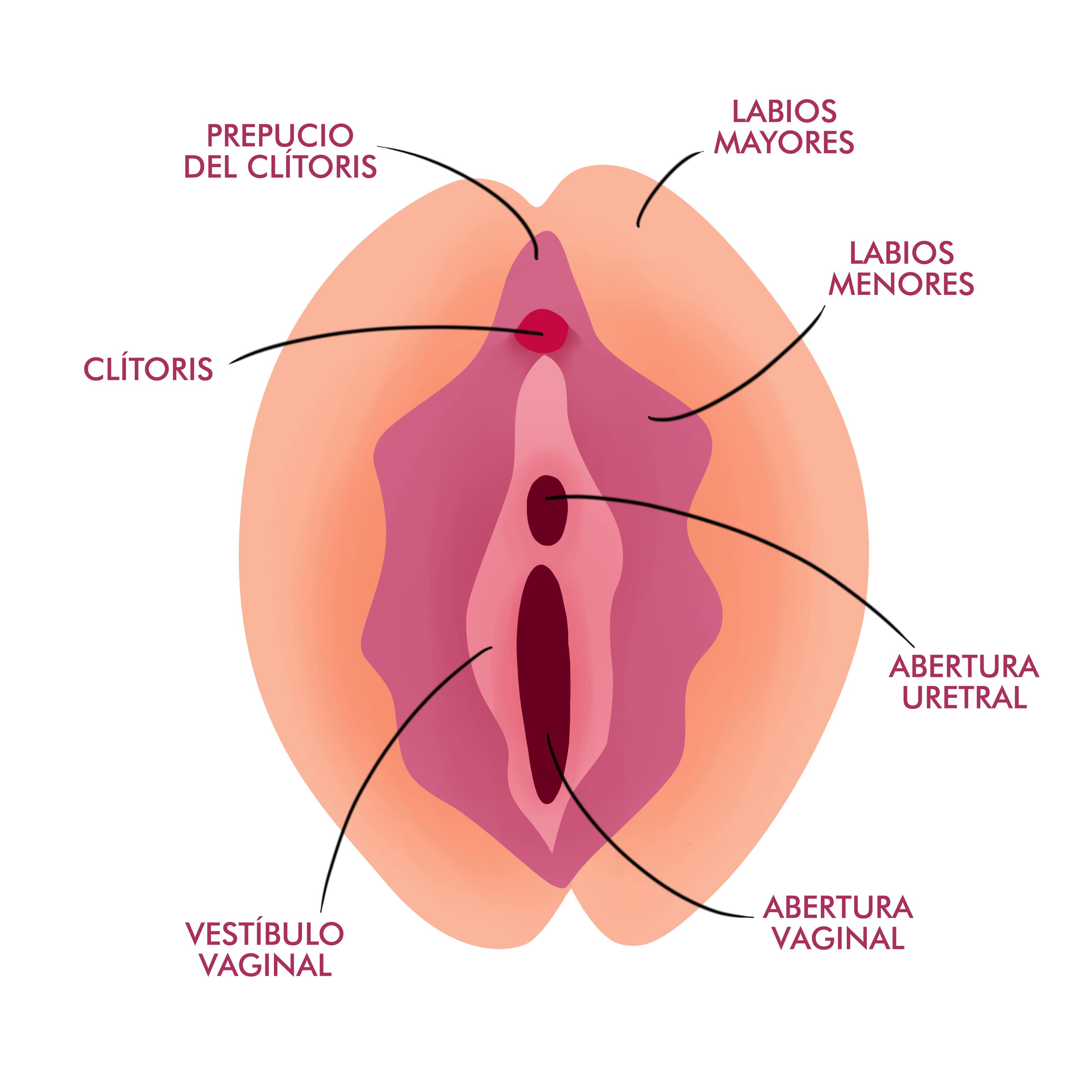 Anatomía de la vulva