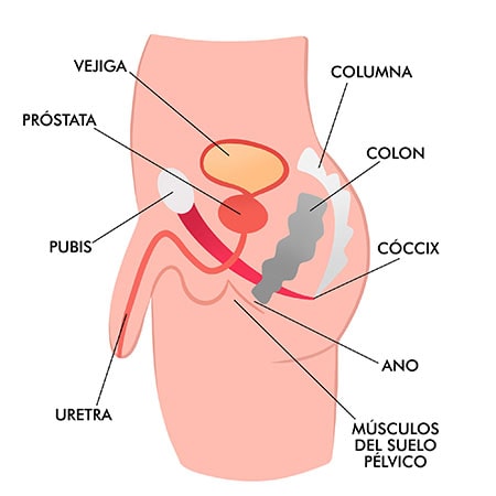 Los músculos del suelo pélvico