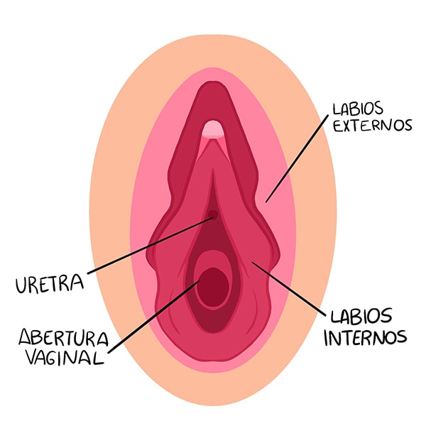 Labios vaginales, cómo son