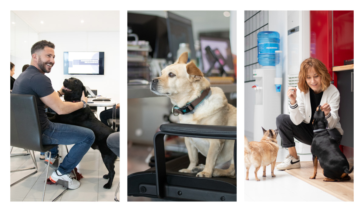 Diversual pet-friendly Diversual pet-friendly