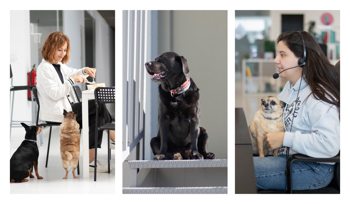 Perros community managers Perros community managers