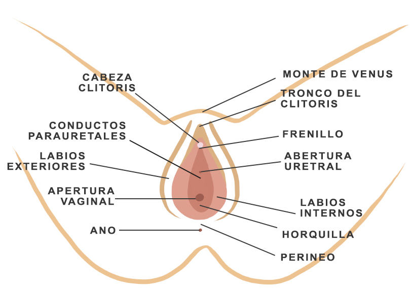 Esquema de la vulva