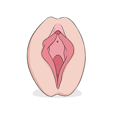 Vulva tipo herradura