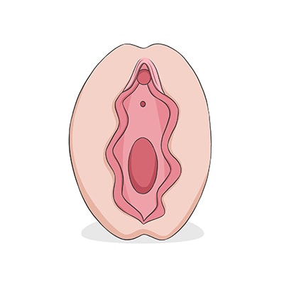 Vulva tipo ostra