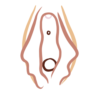 Vulva tipo flamenca Vulva tipo flamenca