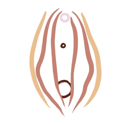 Vulva tipo ostra Vulva tipo ostra