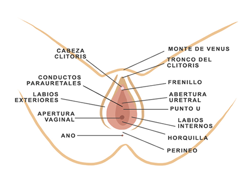 Mapa de la vulva