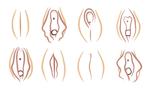 Tipos de vulva