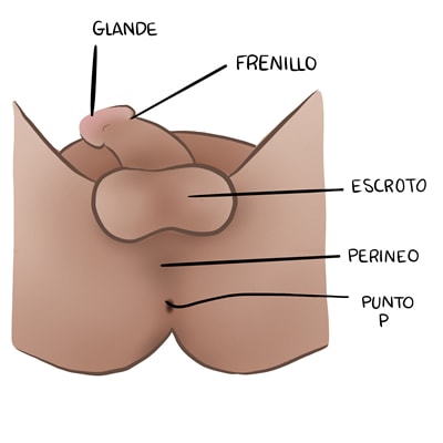 Puntos erógenos genitales masculinos
