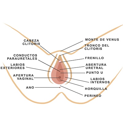 Paso 3 del cunnilingus