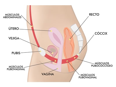 Anatomía del suelo pélvico